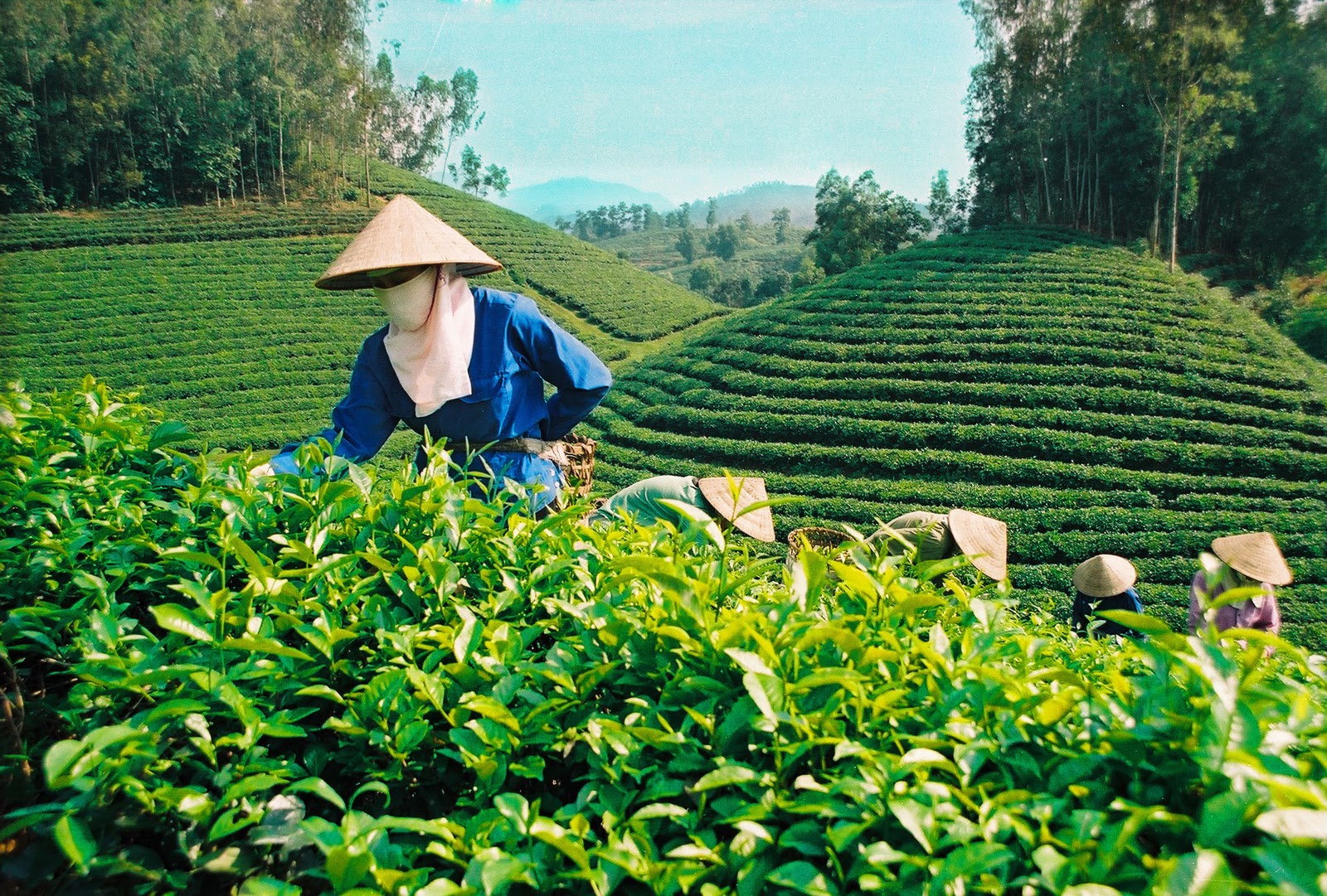  茶农把嫩绿的茶尖采摘回去炒制。 图自越通社