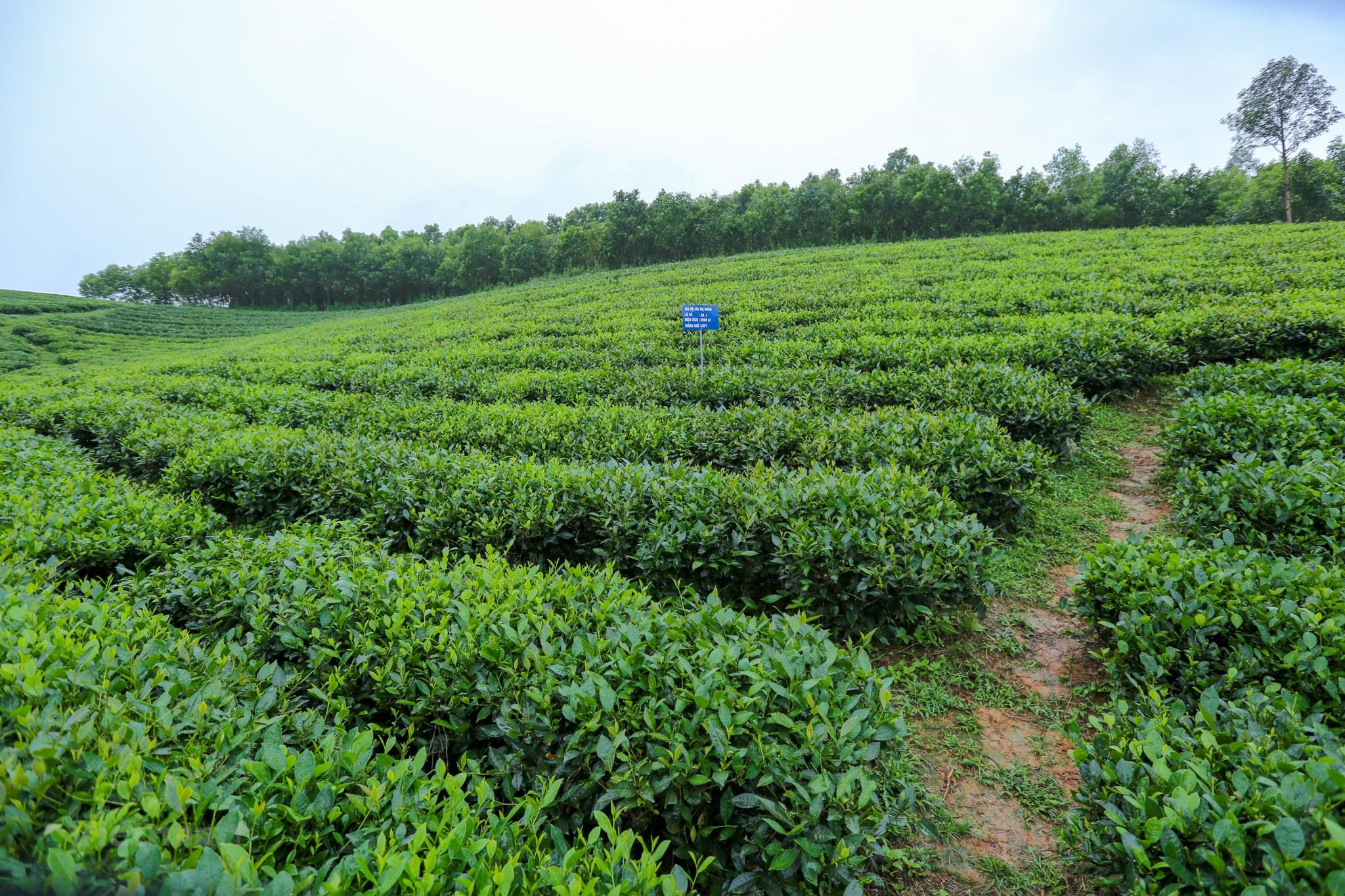  球江镇正采用越南良好农业规范（VietGAP）标准来展开种植茶树，种植面积达50公顷。图自越通社