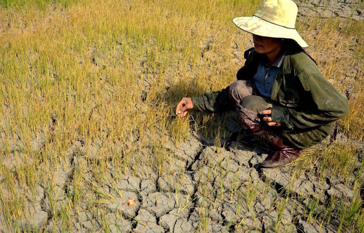 Vietnam: uno de los seis países más afectados por el cambio climático